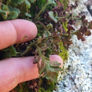 Asplenium subglandulosum at Tennent, ACT - 9 Jan 2022 04:04 PM