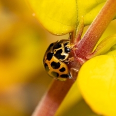 Harmonia conformis (Common Spotted Ladybird) at Jerrabomberra, NSW - 19 Oct 2021 by MarkT