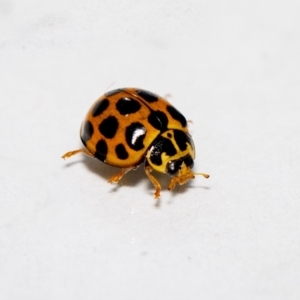 Harmonia conformis at Jerrabomberra, NSW - suppressed