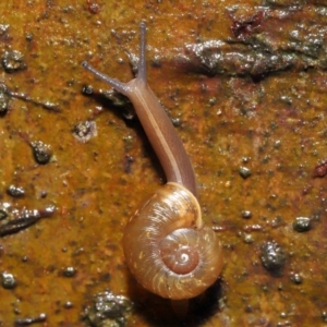 Austrorhytida capillacea at Acton, ACT - 7 Jan 2022