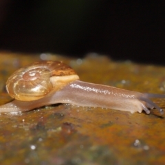 Austrorhytida capillacea at Acton, ACT - 7 Jan 2022