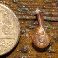 Austrorhytida capillacea at Acton, ACT - 7 Jan 2022