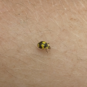Illeis galbula at Gateway Island, VIC - 11 Jan 2022 09:32 AM