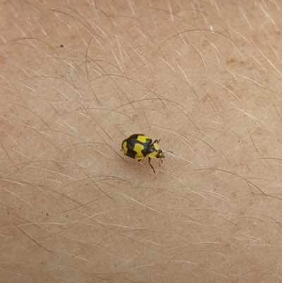 Illeis galbula (Fungus-eating Ladybird) at Gateway Island, VIC - 11 Jan 2022 by ChrisAllen