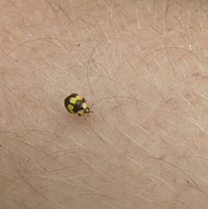 Illeis galbula at Gateway Island, VIC - 11 Jan 2022 09:32 AM