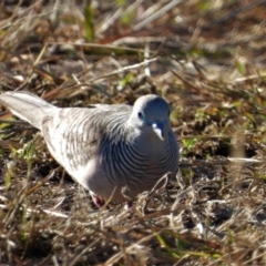 Geopelia placida (Peaceful Dove) at Ingham, QLD - 26 Sep 2020 by TerryS