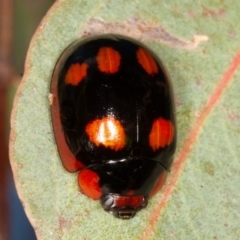 Paropsisterna beata at Jerrabomberra, ACT - 10 Jan 2022