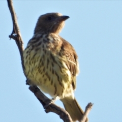 Sphecotheres vieilloti (Australasian Figbird) at Toobanna, QLD - 1 Oct 2020 by TerryS