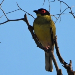 Sphecotheres vieilloti (Australasian Figbird) at Toobanna, QLD - 1 Oct 2020 by TerryS