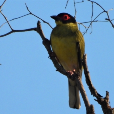 Sphecotheres vieilloti (Australasian Figbird) at Toobanna, QLD - 1 Oct 2020 by TerryS