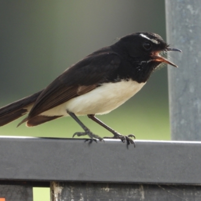 Rhipidura leucophrys (Willie Wagtail) at Ingham, QLD - 2 Oct 2020 by TerryS