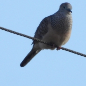 Geopelia placida at Ingham, QLD - 5 Oct 2020