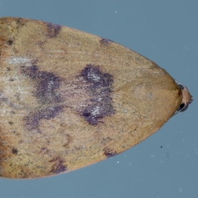 Detounda leptoplasta (Broad-winged Moth (Chloephorinae) at Ainslie, ACT - 9 Jan 2022 by jb2602