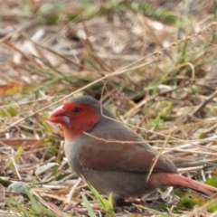 Neochmia phaeton (Crimson Finch) at Gairloch, QLD - 4 Oct 2020 by TerryS