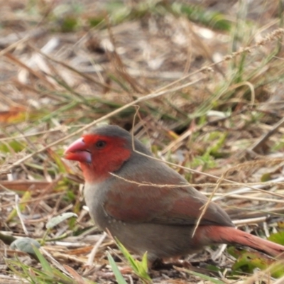 Neochmia phaeton (Crimson Finch) at Gairloch, QLD - 5 Oct 2020 by TerryS