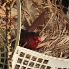 Neochmia phaeton (Crimson Finch) at Gairloch, QLD - 15 Oct 2020 by TerryS