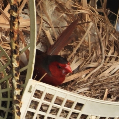 Neochmia phaeton (Crimson Finch) at Gairloch, QLD - 15 Oct 2020 by TerryS