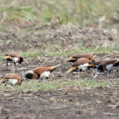 Lonchura castaneothorax (Chestnut-breasted Mannikin) at Toobanna, QLD - 5 Oct 2020 by TerryS
