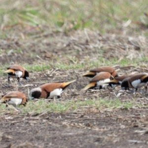 Lonchura castaneothorax at Toobanna, QLD - 5 Oct 2020