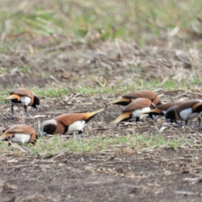 Lonchura castaneothorax (Chestnut-breasted Mannikin) at Toobanna, QLD - 5 Oct 2020 by TerryS
