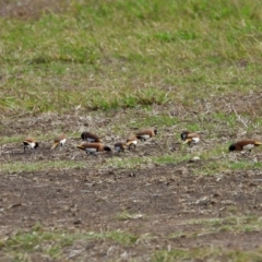 Lonchura castaneothorax (Chestnut-breasted Mannikin) at Toobanna, QLD - 5 Oct 2020 by TerryS