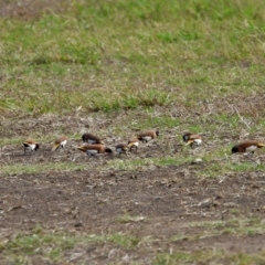 Lonchura castaneothorax (Chestnut-breasted Mannikin) at Toobanna, QLD - 4 Oct 2020 by TerryS