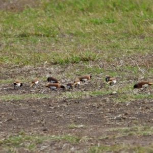 Lonchura castaneothorax at Toobanna, QLD - 5 Oct 2020