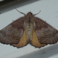 Mnesampela privata (Autumn Gum Moth) at Ainslie, ACT - 9 Jan 2022 by jb2602