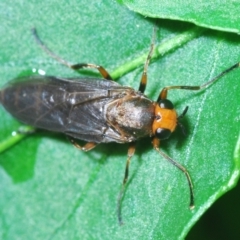 Inopus rubriceps (Sugarcane Soldier Fly) at Stirling, ACT - 7 Jan 2022 by Harrisi