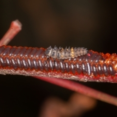 Harmonia conformis at Jerrabomberra, ACT - 10 Jan 2022