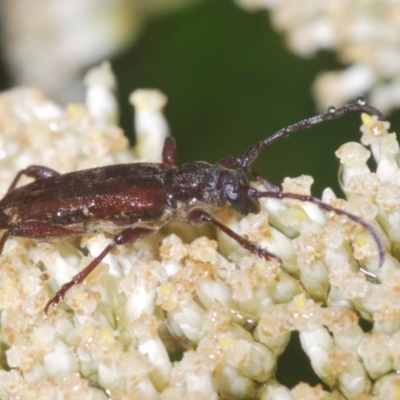 Pempsamacra dispersa (Longhorn beetle) at Paddys River, ACT - 6 Jan 2022 by Harrisi