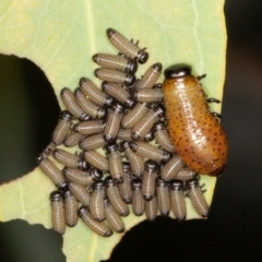 Paropsisterna fastidiosa (Eucalyptus leaf beetle) at Callum Brae - 10 Jan 2022 by rawshorty