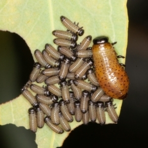 Paropsisterna fastidiosa at Jerrabomberra, ACT - 10 Jan 2022