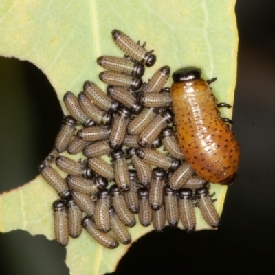 Paropsisterna fastidiosa (Eucalyptus leaf beetle) at Callum Brae - 10 Jan 2022 by rawshorty