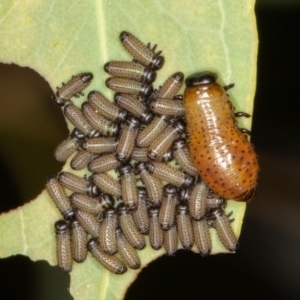 Paropsisterna fastidiosa at Jerrabomberra, ACT - 10 Jan 2022