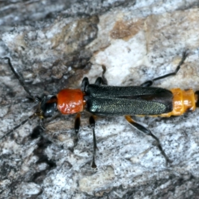 Chauliognathus tricolor (Tricolor soldier beetle) at Mount Ainslie - 5 Jan 2022 by jbromilow50