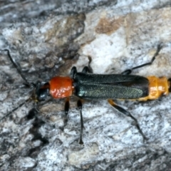 Chauliognathus tricolor (Tricolor soldier beetle) at Mount Ainslie - 5 Jan 2022 by jb2602