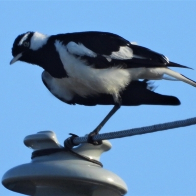 Grallina cyanoleuca (Magpie-lark) at Ingham, QLD - 9 Oct 2020 by TerryS