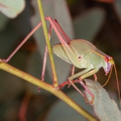 Caedicia simplex (Common Garden Katydid) at Callum Brae - 10 Jan 2022 by rawshorty