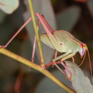 Caedicia simplex at Symonston, ACT - 10 Jan 2022 12:35 PM