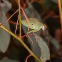 Caedicia simplex at Symonston, ACT - 10 Jan 2022 12:35 PM