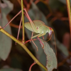 Caedicia simplex at Symonston, ACT - 10 Jan 2022 12:35 PM