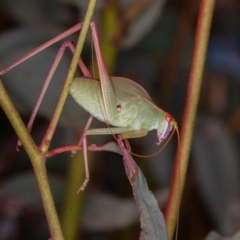 Caedicia simplex at Symonston, ACT - 10 Jan 2022 12:35 PM