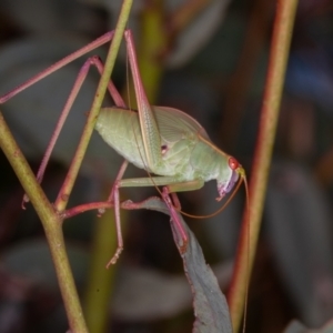 Caedicia simplex at Symonston, ACT - 10 Jan 2022