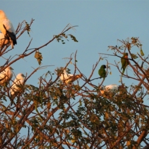 Ducula spilorrhoa at Ingham, QLD - 10 Oct 2020