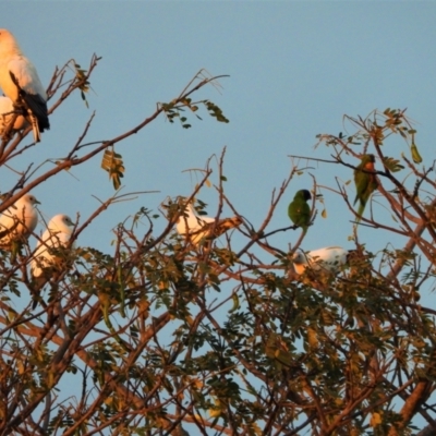 Ducula spilorrhoa (Torresian Imperial-Pigeon) at Ingham, QLD - 9 Oct 2020 by TerryS