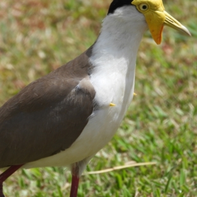 Vanellus miles (Masked Lapwing) at Ingham, QLD - 11 Oct 2020 by TerryS