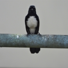 Rhipidura leucophrys (Willie Wagtail) at Ingham, QLD - 11 Oct 2020 by TerryS