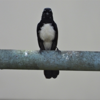 Rhipidura leucophrys (Willie Wagtail) at Ingham, QLD - 10 Oct 2020 by TerryS