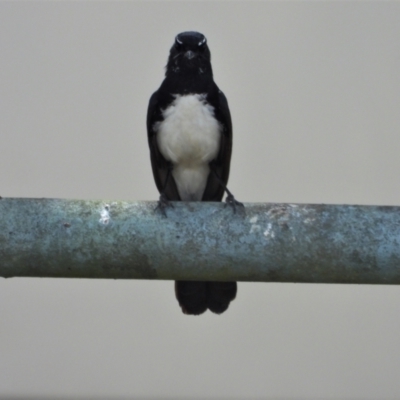 Rhipidura leucophrys (Willie Wagtail) at Ingham, QLD - 11 Oct 2020 by TerryS